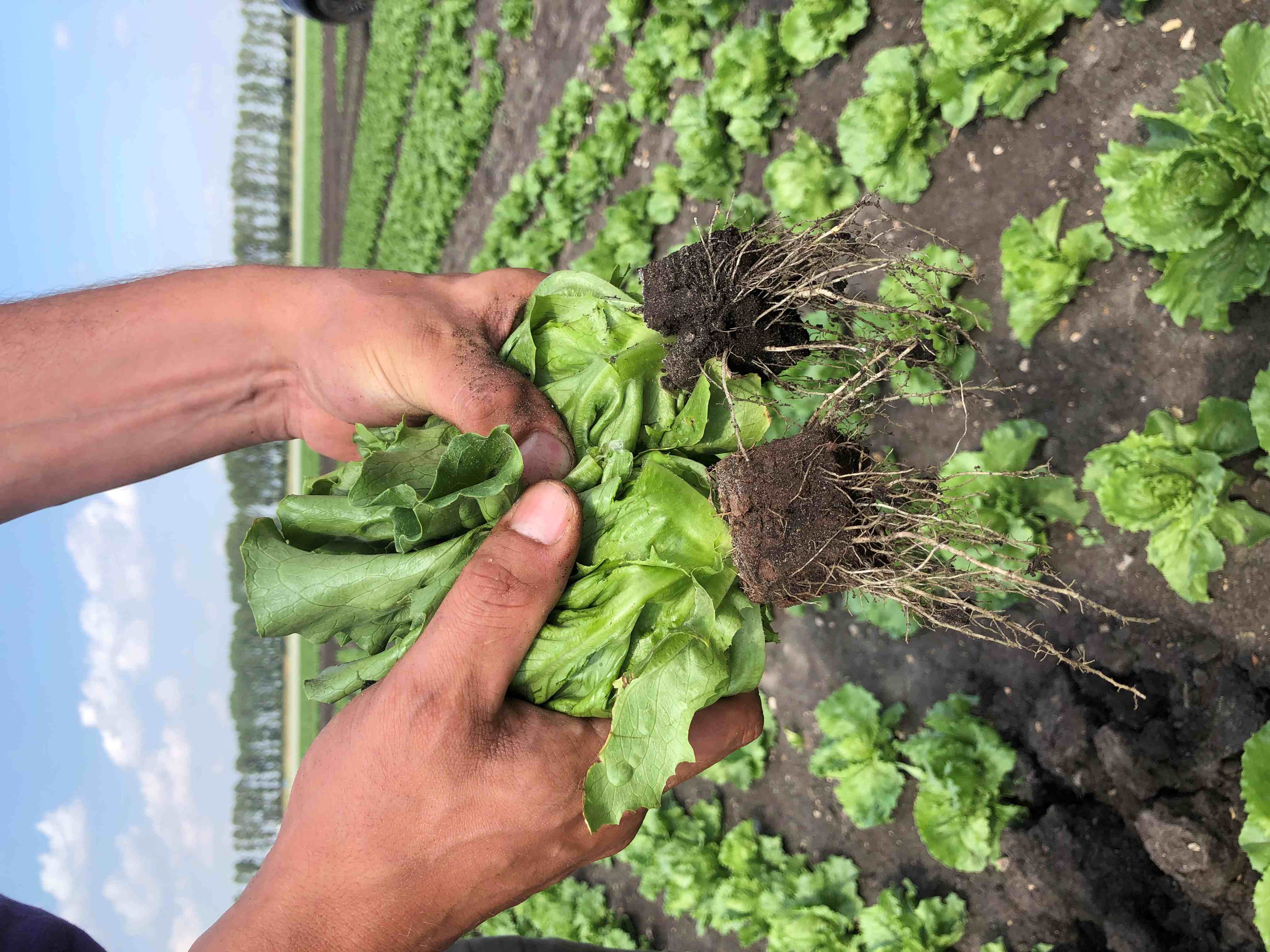 Field Lettuce image